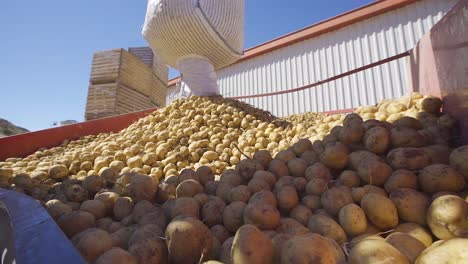 patatas que se mueven en una máquina agrícola.
