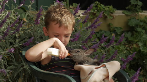 boy is sitting, nursing a joey kangaroo