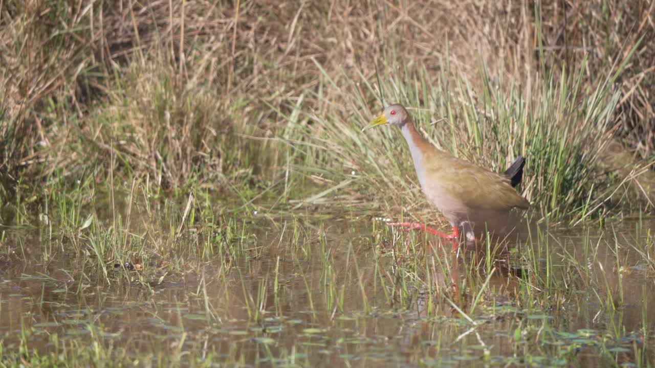 Ypecaha rail (Aramides ypecaha) wading in shallow wetland water surrounded by reeds and grasses in Ibera National Park, Corrientes, Argentina
