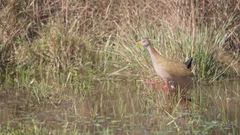 ypecaha rail (aramides ypecaha) wading in shallow wetland water surrounded by reeds and grasses in ibera national park, corrientes, argentina