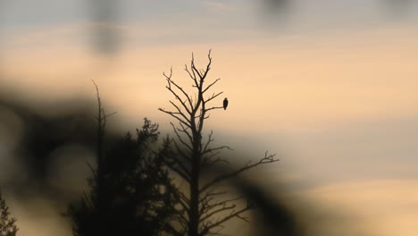 águila-Calva-En-La-Naturaleza,-Silueta-Al-Atardecer