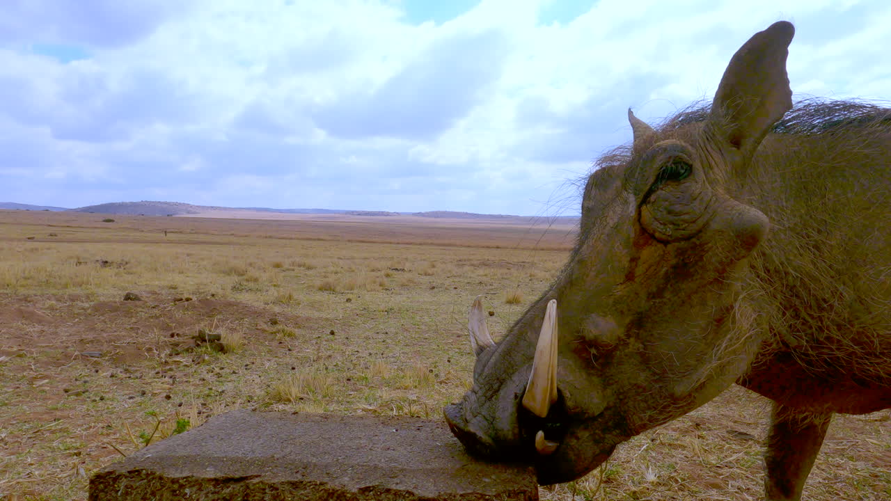 Timelapse of common warthog in dry veld walking up and nibbling on lick block