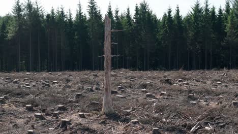 aerial de tierra despejada y un solo árbol muerto en un bosque con árboles cortados y troncos de árboles cortados