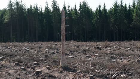 aerial of cleared land and a single dead tree in a forest with cut down trees and cut tree trunks