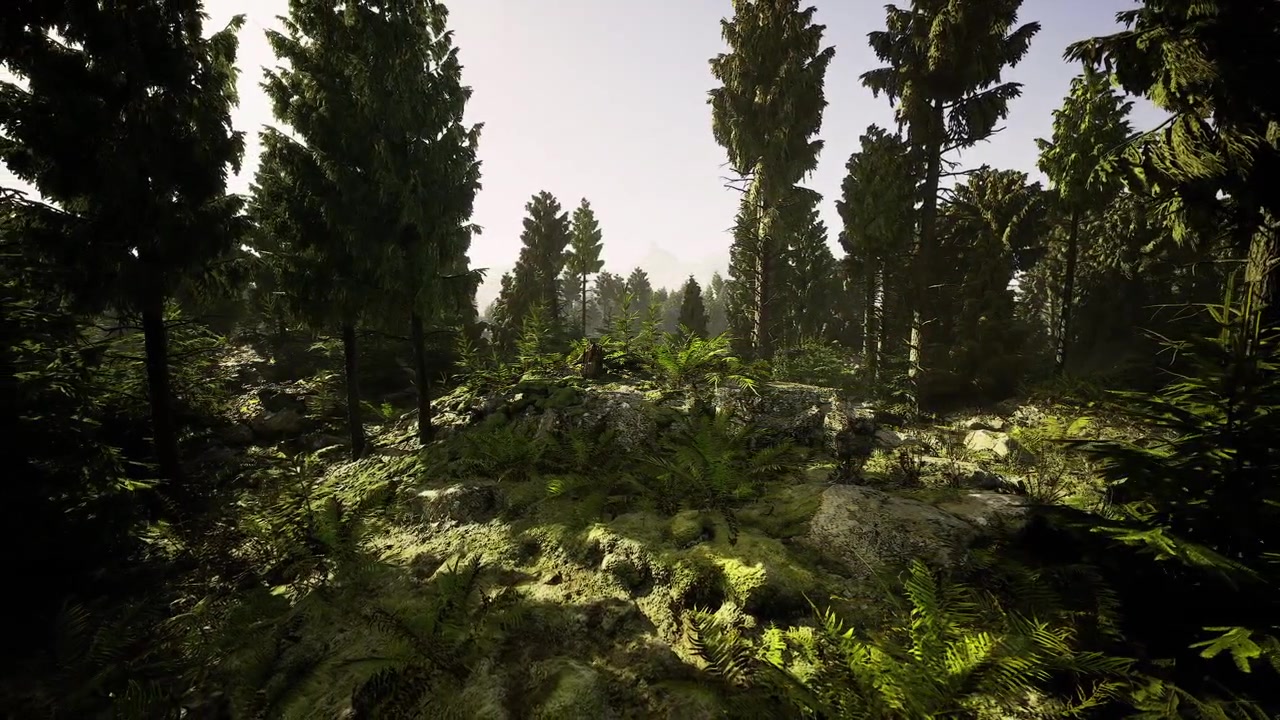Serene pine grove illuminated by golden rays and gentle shadows