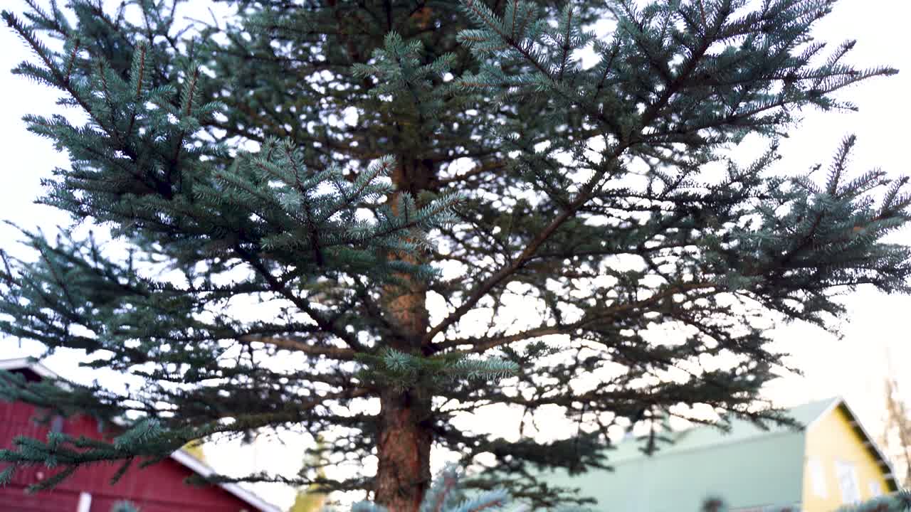 Sunbeams seen through trees. sun watching through trees and leaves