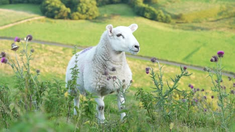 Close-up-of-sheep-grazing-in-the-English-countryside,-Peak-District