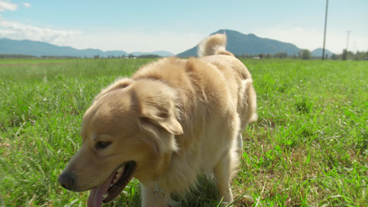 골든 리트리버 개는 태양을 등지고 잔디밭을 걷는다