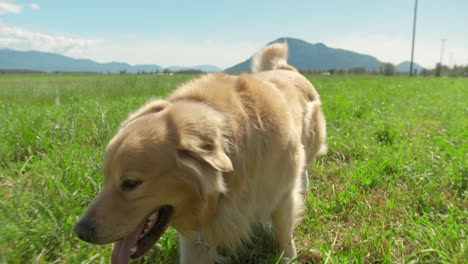 perro golden retriever camina sobre un campo de hierba, de espaldas al sol