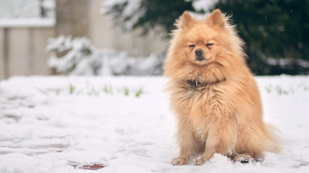 Pomeranian with yellow fur sitting on the snow on the backyard