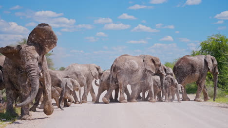 elephant herd crossing a dusty road