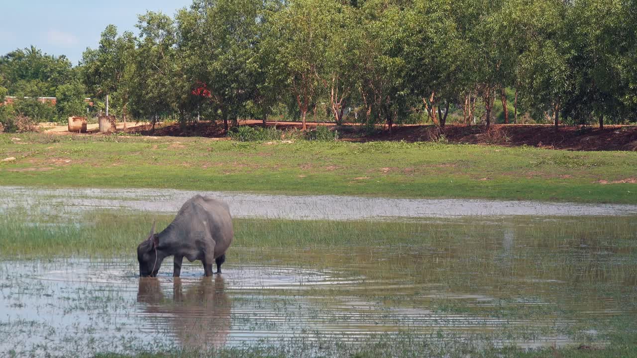 búfalo de agua forrajeando en un estanque