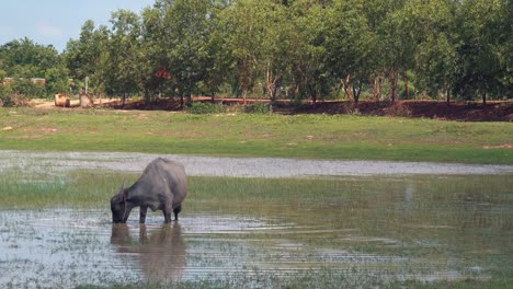 búfalo de agua forrajeando en un estanque