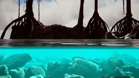 above and below the sea surface near mangrove trees