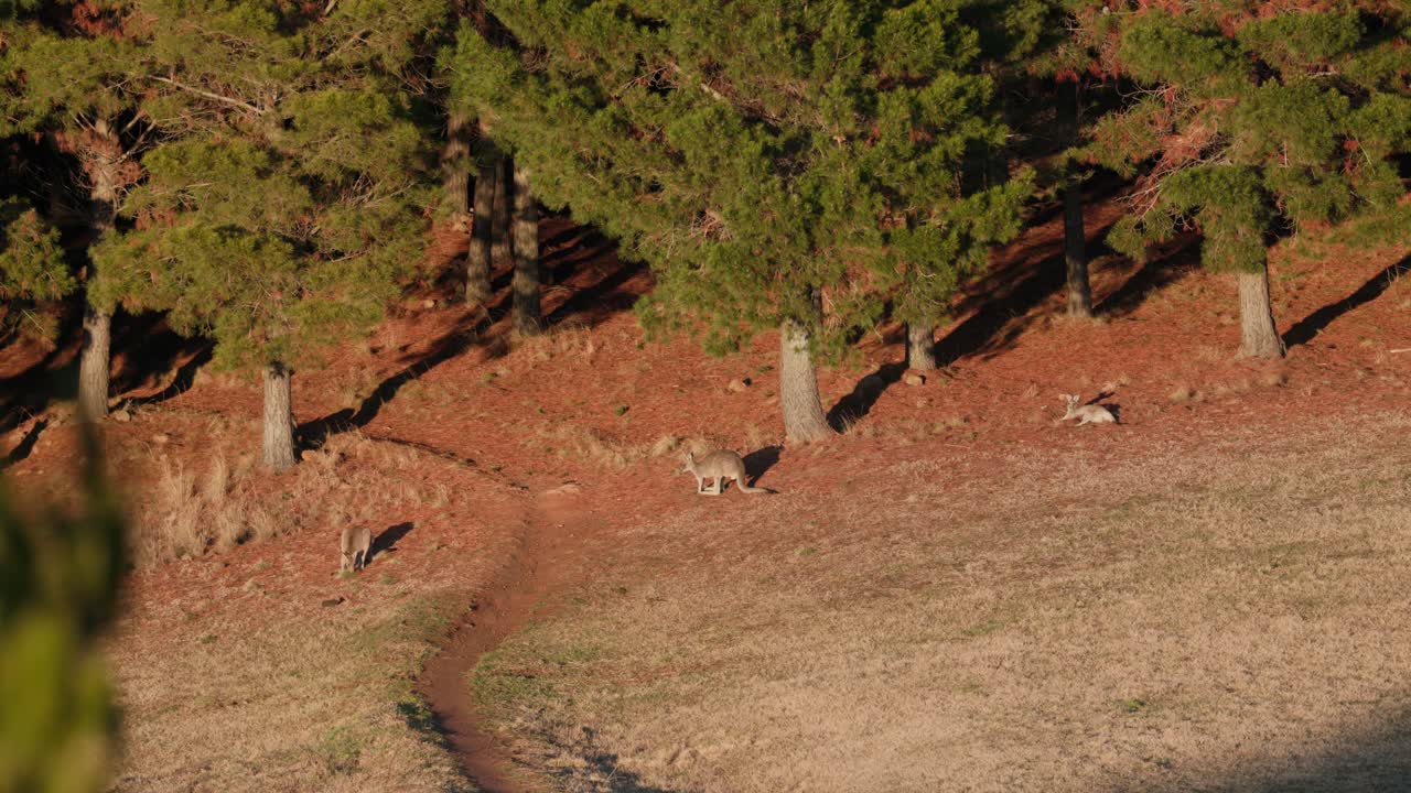 Three kangaroos feed peacefully on grassy terrain in Canberra as the golden glow of sunrise stretches across the land
