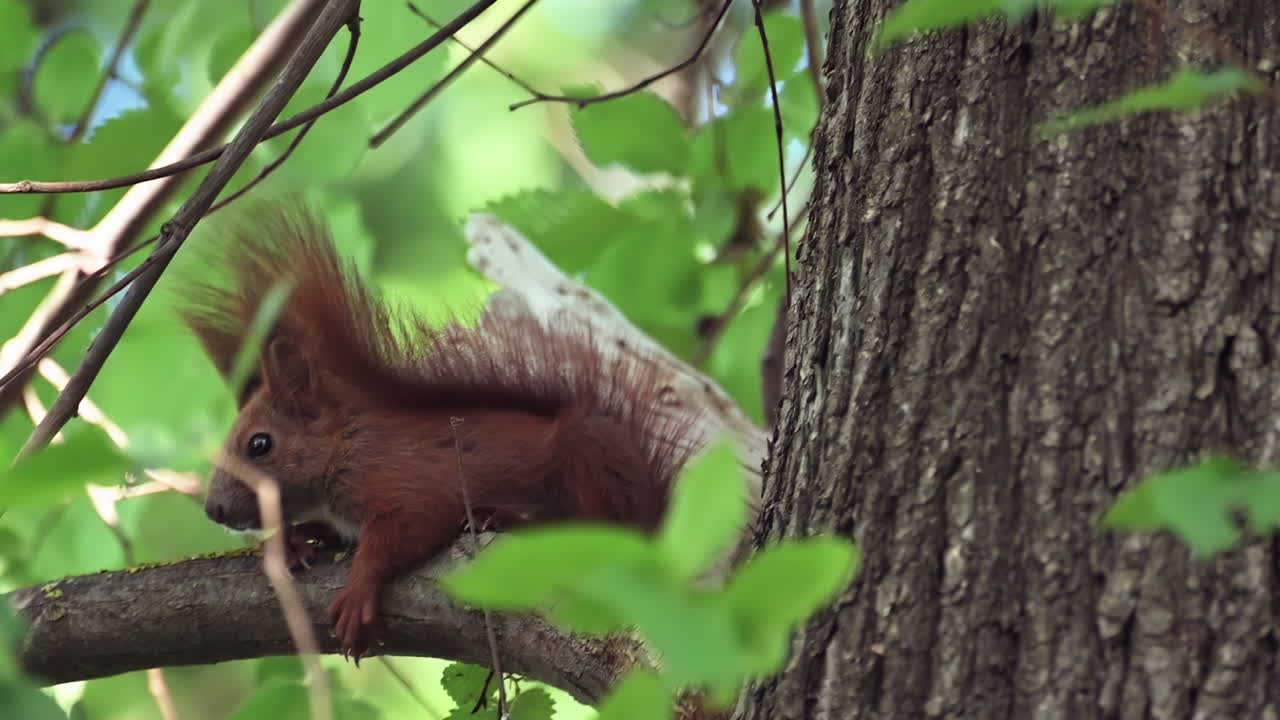 Close up of a squirrel lying down on a tree branch in the forest shade