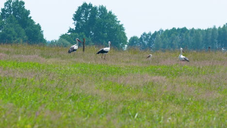 Group-of-storks-walking-through-a-green-meadow-with-trees-in-the-background,-capturing-a-peaceful-wildlife-scene-on-a-clear-day