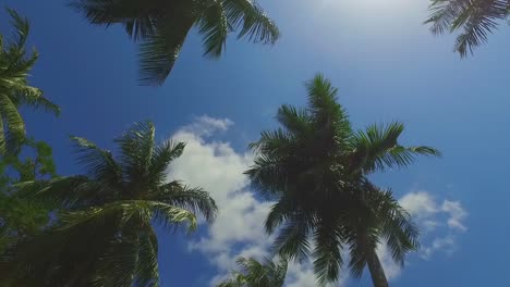 fabuloso complejo de lujo con palmeras de coco y rayos de sol en langkawi malasia