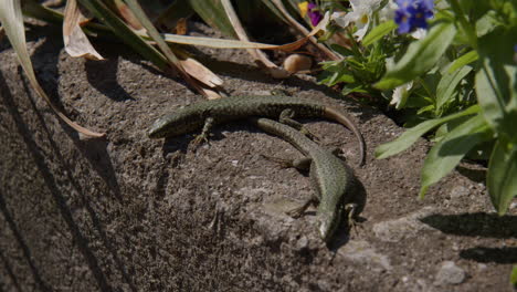 Par-De-Lagartijas-Comunes-Tomando-El-Sol-En-El-Jardín