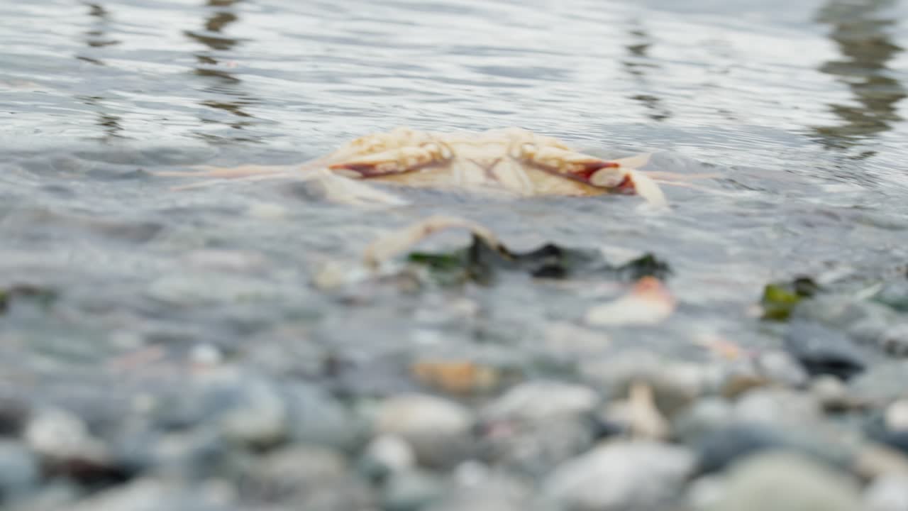 Dead Floating Dungeness Crab in Seattle Washington Ocean, Wildlife in Puget Sound