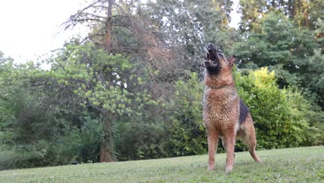 Cinematic-slow-motion-shot-of-a-german-sheperd-drying-water-from-a-water-hose-in-the-Backyard,-Slomo,-Dog