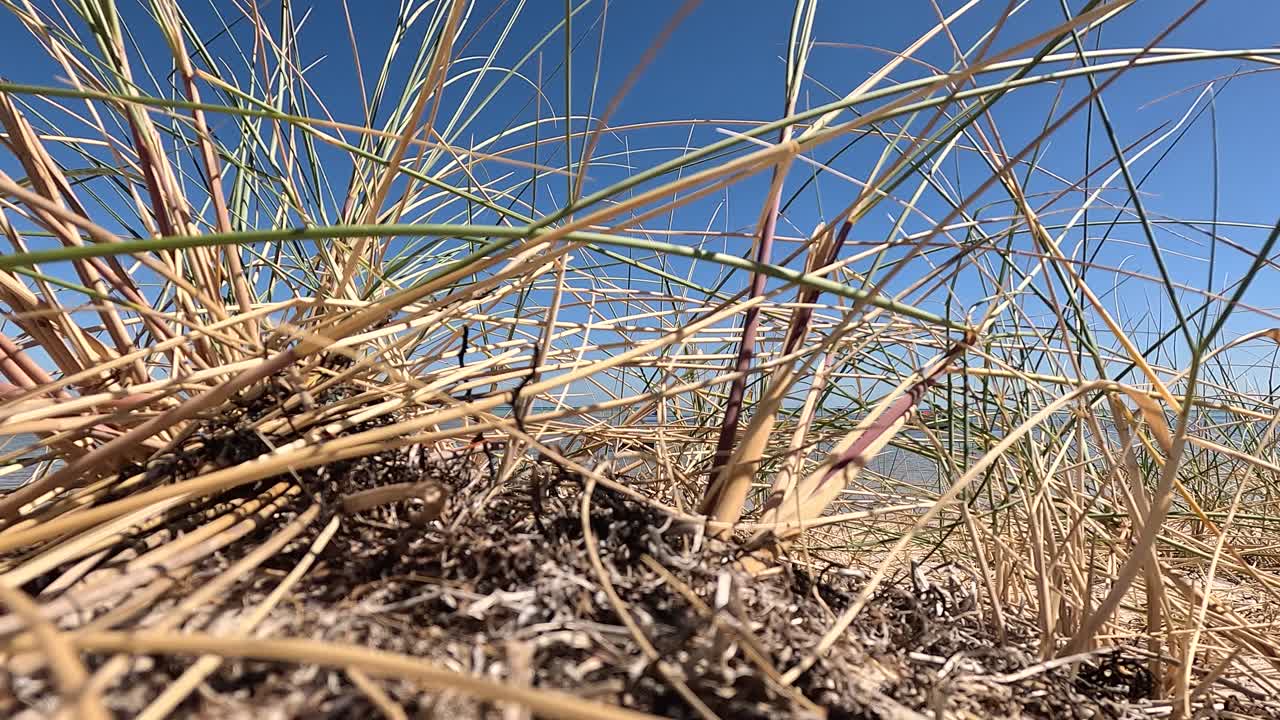 Højt græs svajer blidt på en sandstrand under en klar blå himmel, hvilket fremkalder en fredfyldt kyststemning