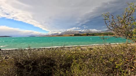 windswept thorny shrubs in the foreground sway along lake tekapo’s turquoise waters, with dramatic clouds and snow-capped mountains in the background. handheld camera