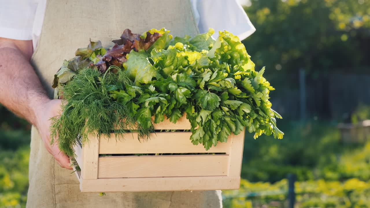 남성 농부는 상추 잎과 허브가 있는 나무 상자를 들고 있습니다.