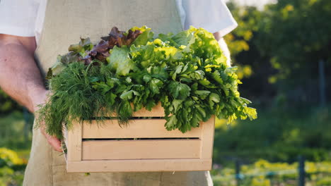 Male-Farmer-Holds-Wooden-Box-With-Lettuce-Leaves-And-Herbs