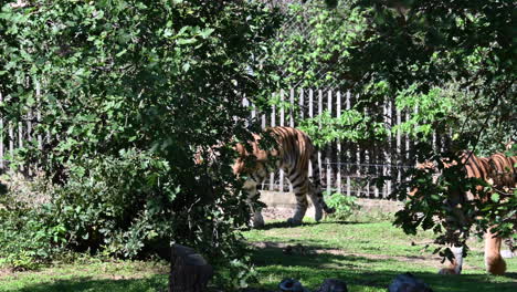 two tigers walk and are hidden behind leaves of trees in their enclosure, zoo in france