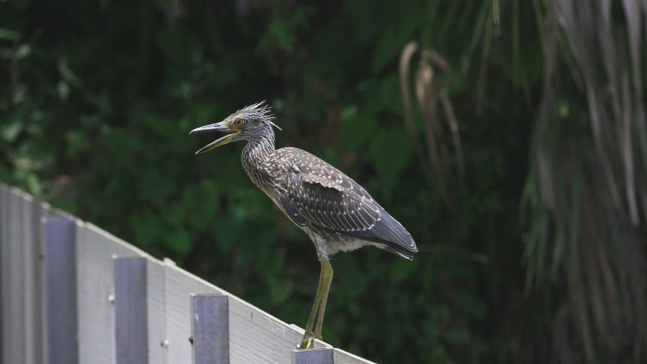 A juvenile heron perches on a white fence in front of dense tropical greenery, scanning the area