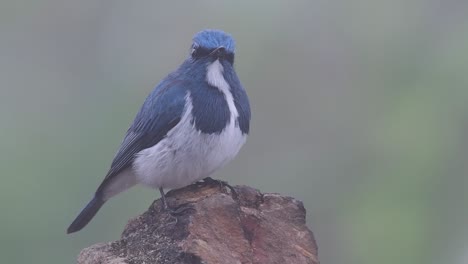 El-Papamoscas-Ultramarino,-También-Conocido-Como-El-Papamoscas-Azul-De-Ceja-Blanca,-Un-Migrante-De-Invierno-A-Tailandia,-Es-Muy-Amigable-Con-La-Gente