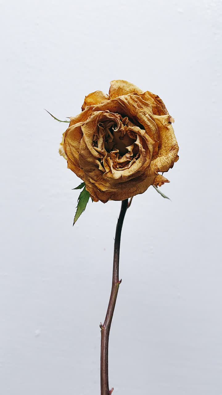 Dried Rose