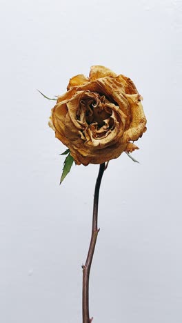 dried rose