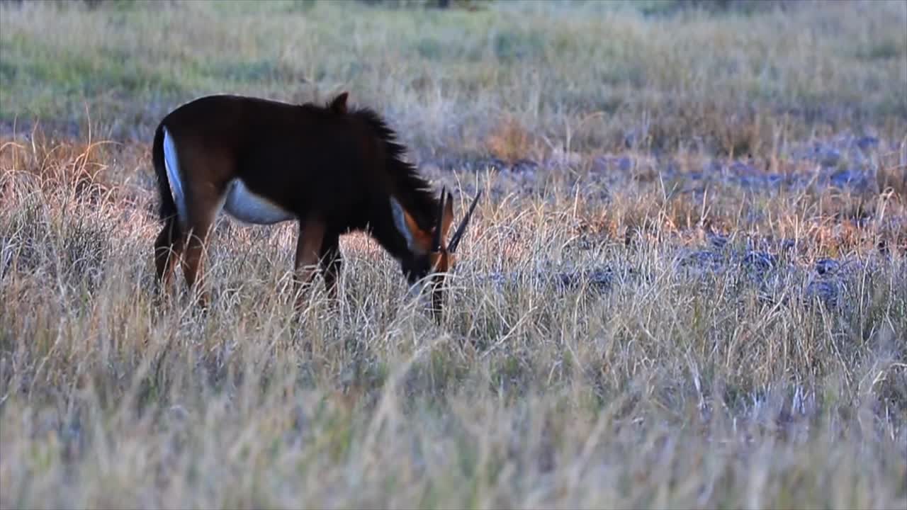 Ung sabelantilope græsser på den tørre Botswana-savanne