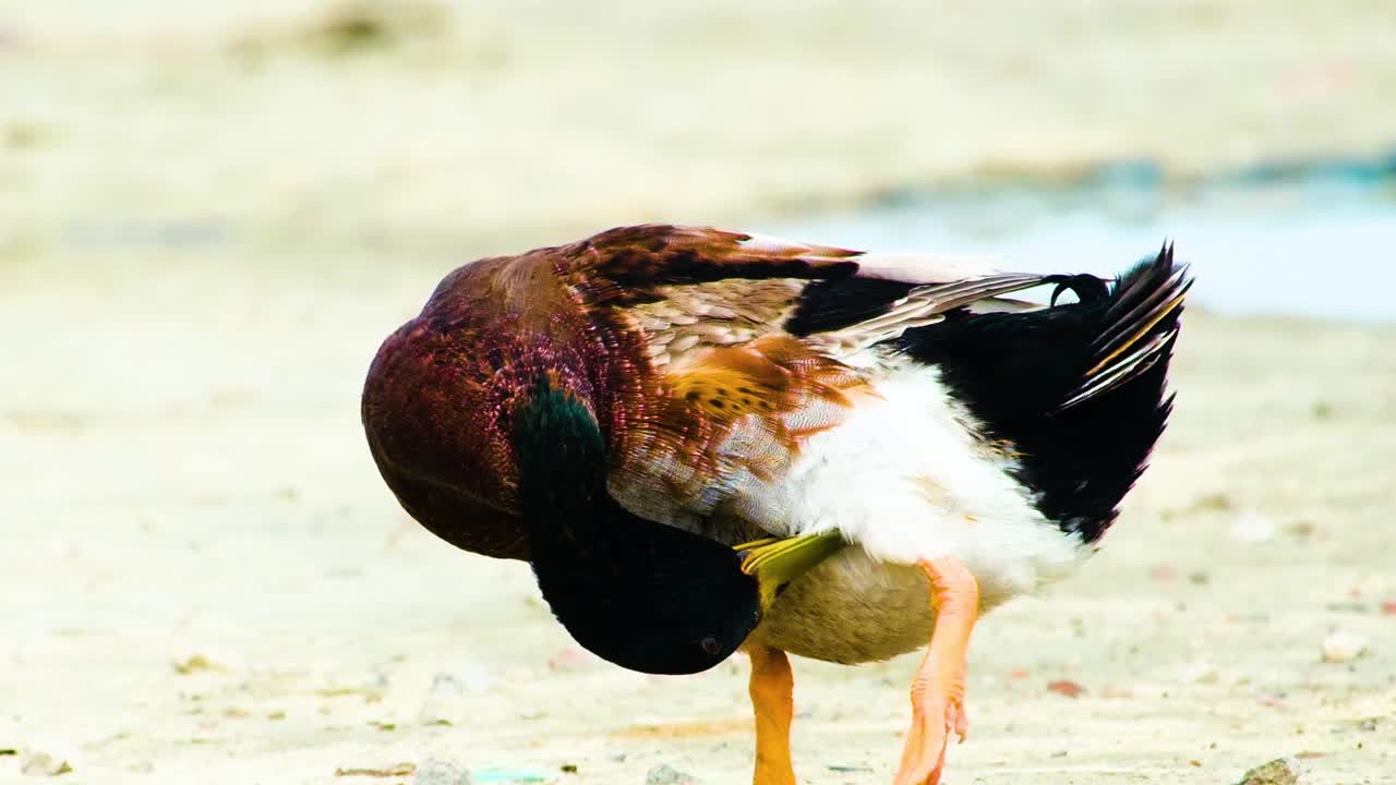 Un'anatra si pulisce le piume in una giornata di sole in spiaggia