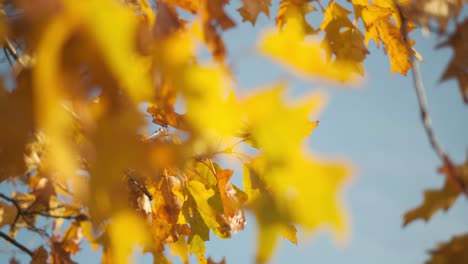 orbiting shot of yellow and orange leaves on a tree during fall