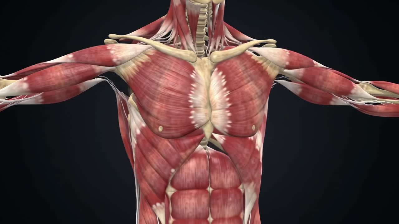 Detailed Anatomical Representation of Human Musculature: A Comprehensive Look at Muscle Structure and Functionality in the Human Body