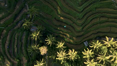 Antena-Mirando-Hacia-Abajo-De-Una-Terraza-De-Arroz-Verde-En-Ubud---Bali,-Indonesia