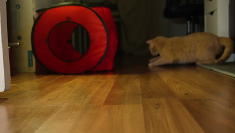 el gato salta rápidamente balanceándose y deslizando de lado a lado rastreando para seguir el punto rojo en el juego