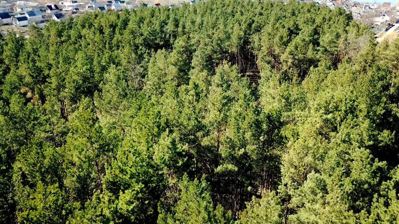 Flight over a forest park of pine trees and many colored roofs in spring. Flying over treetops of the pine forest. Aerial survey