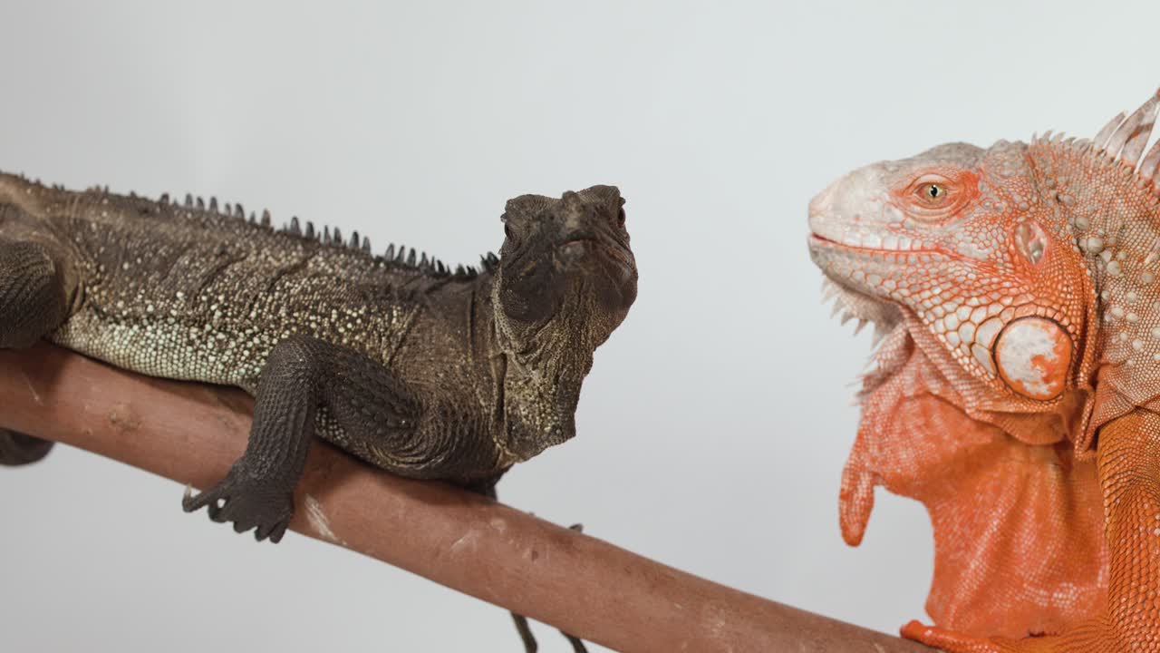 Due iguane sono sedute su un ramo di legno su sfondo bianco in un ambiente da studio