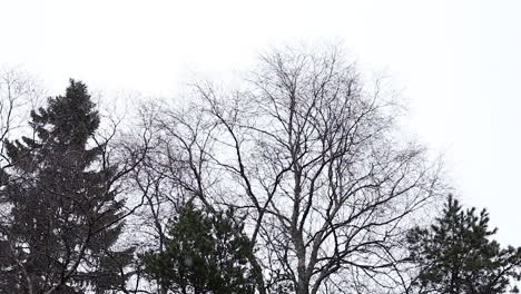 snowing in front of some trees