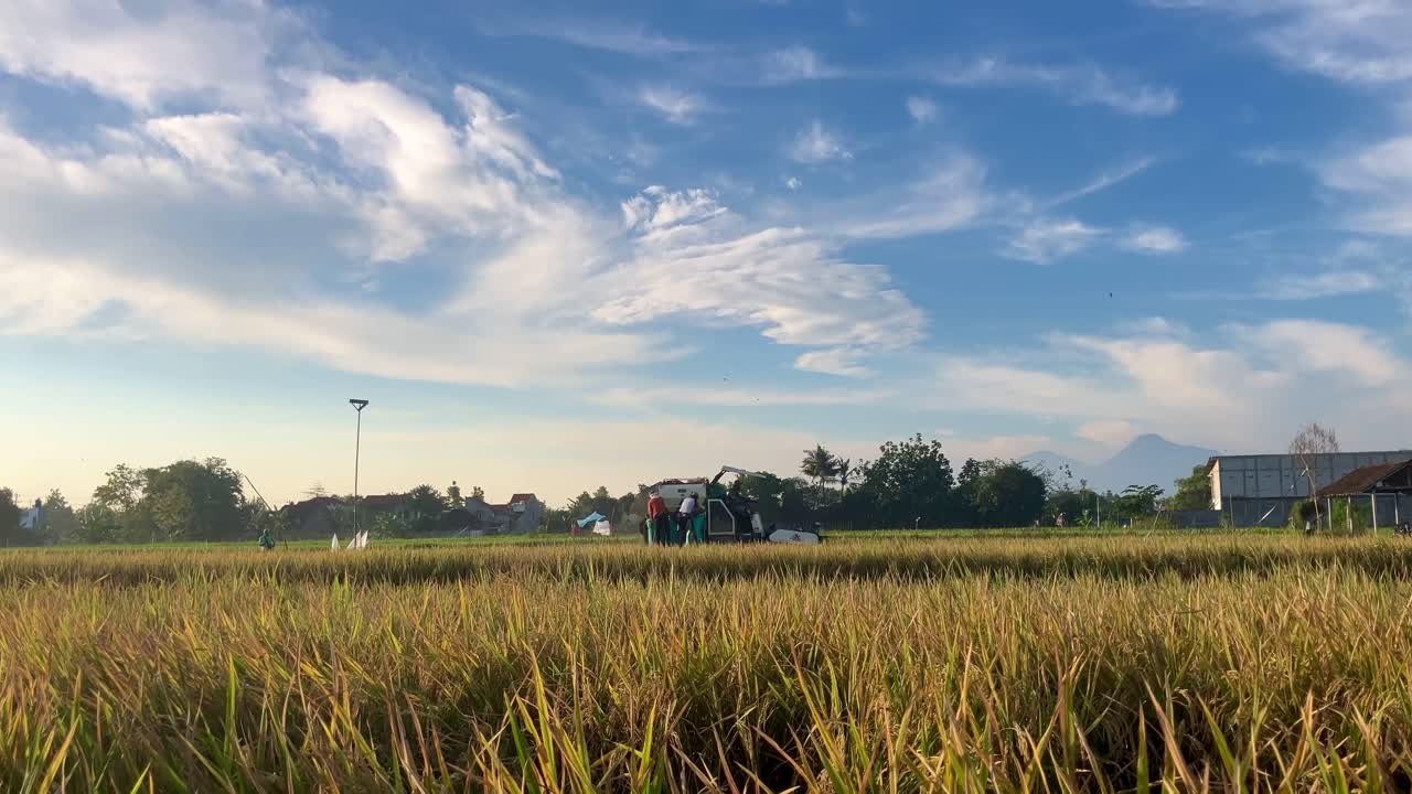 밝은 날 아름다운 하늘을 배경으로 수확 기계를 사용하여 벼를 수확하는 과정과 함께 수확을 위해 준비된 누렇게 익은 논