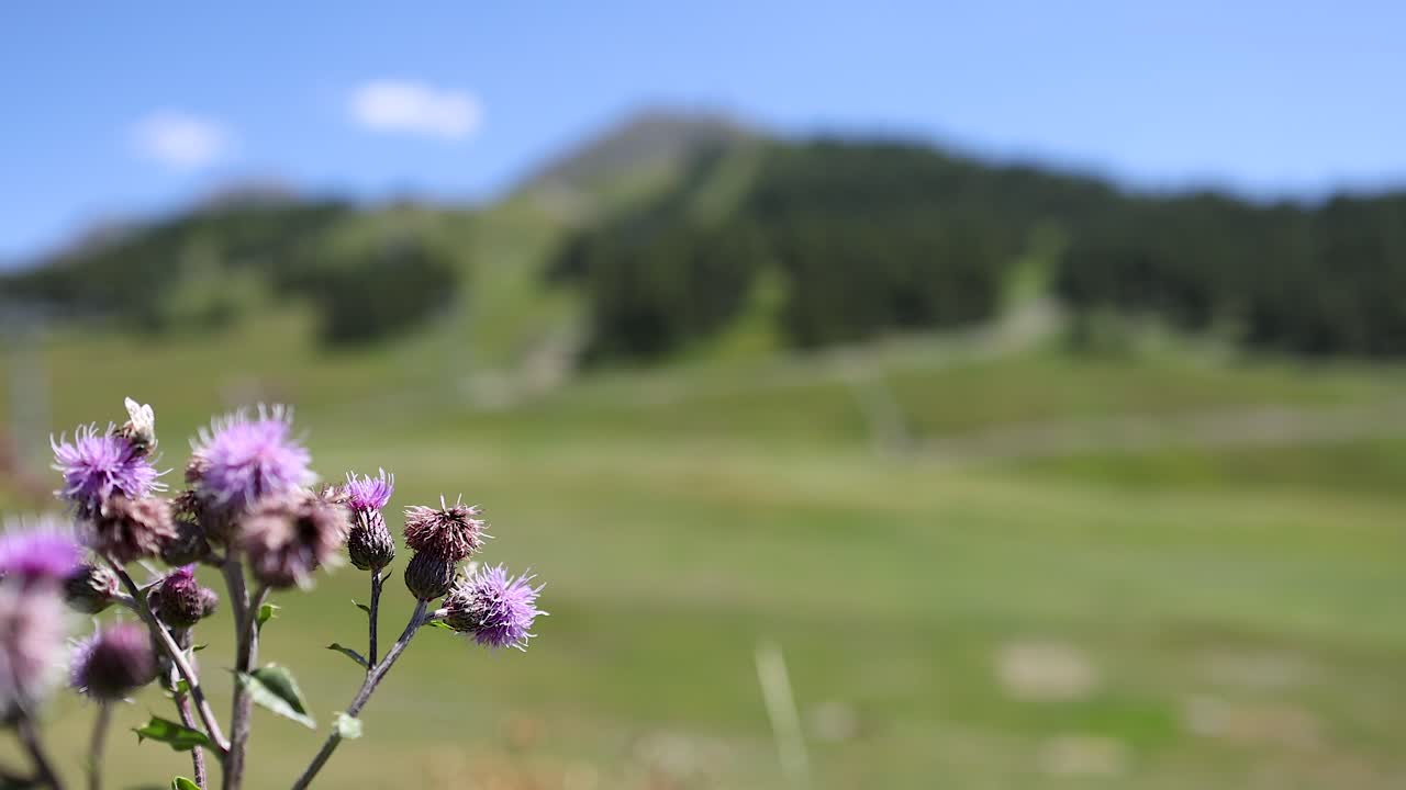 фиолетовые цветы с горным фоном в италии