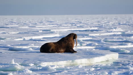 walrus on ice floes