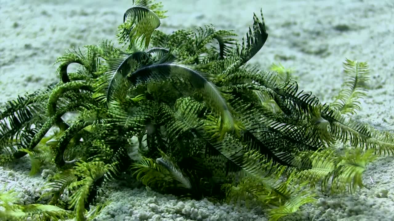 estrella pluma caminando durante el día-1