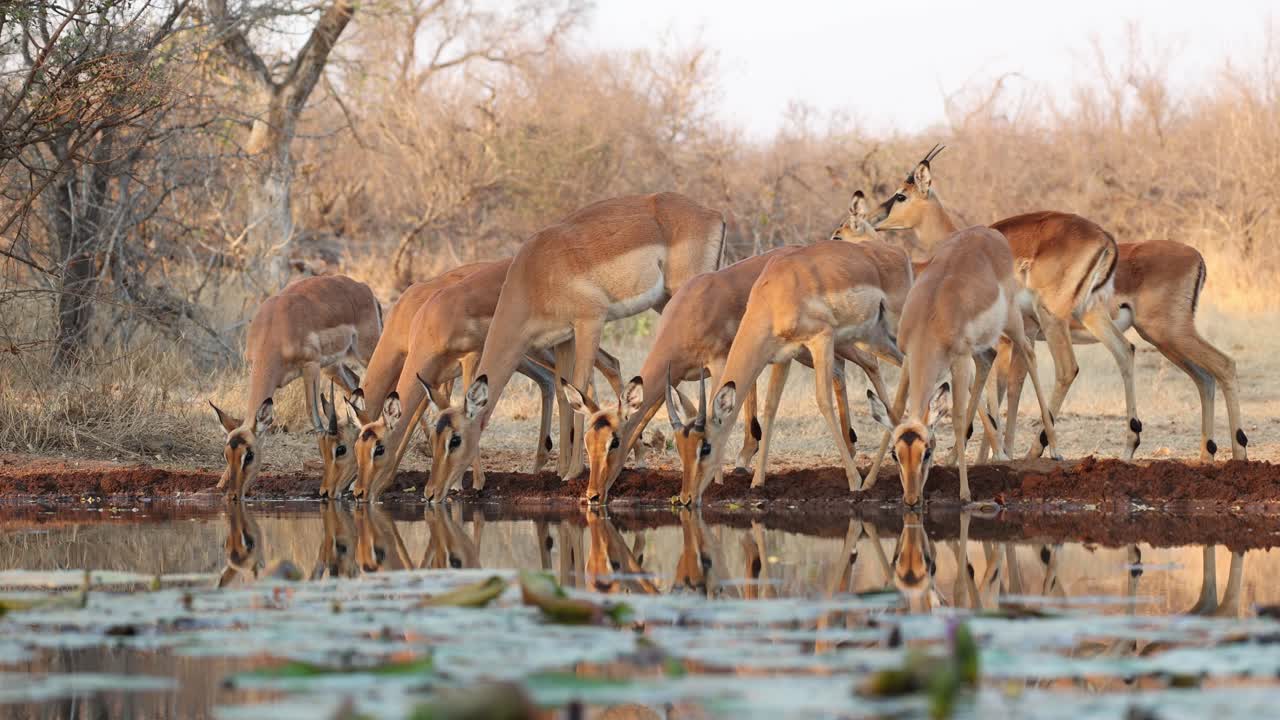 A herd of impala antelopes drinks at an underground hide with beautiful reflection, Greater Kruger.