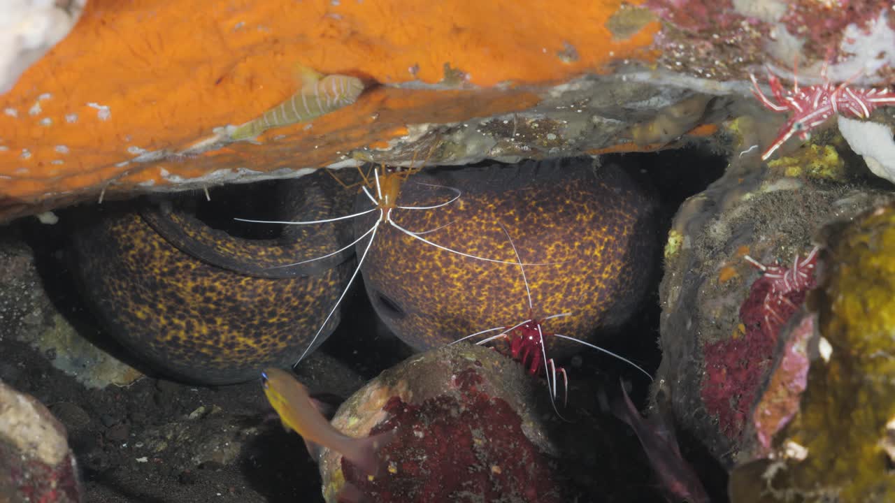 dos anguilas se mueven en una cueva submarina entre una variedad de peces y camarones