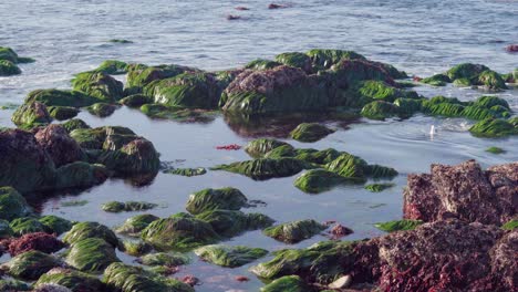 A-Medida-Que-La-Marea-Retrocede,-Las-Pozas-De-Marea-Albergan-Abundante-Vida-Marina-A-Lo-Largo-De-La-Costa-Del-Océano-Pacífico